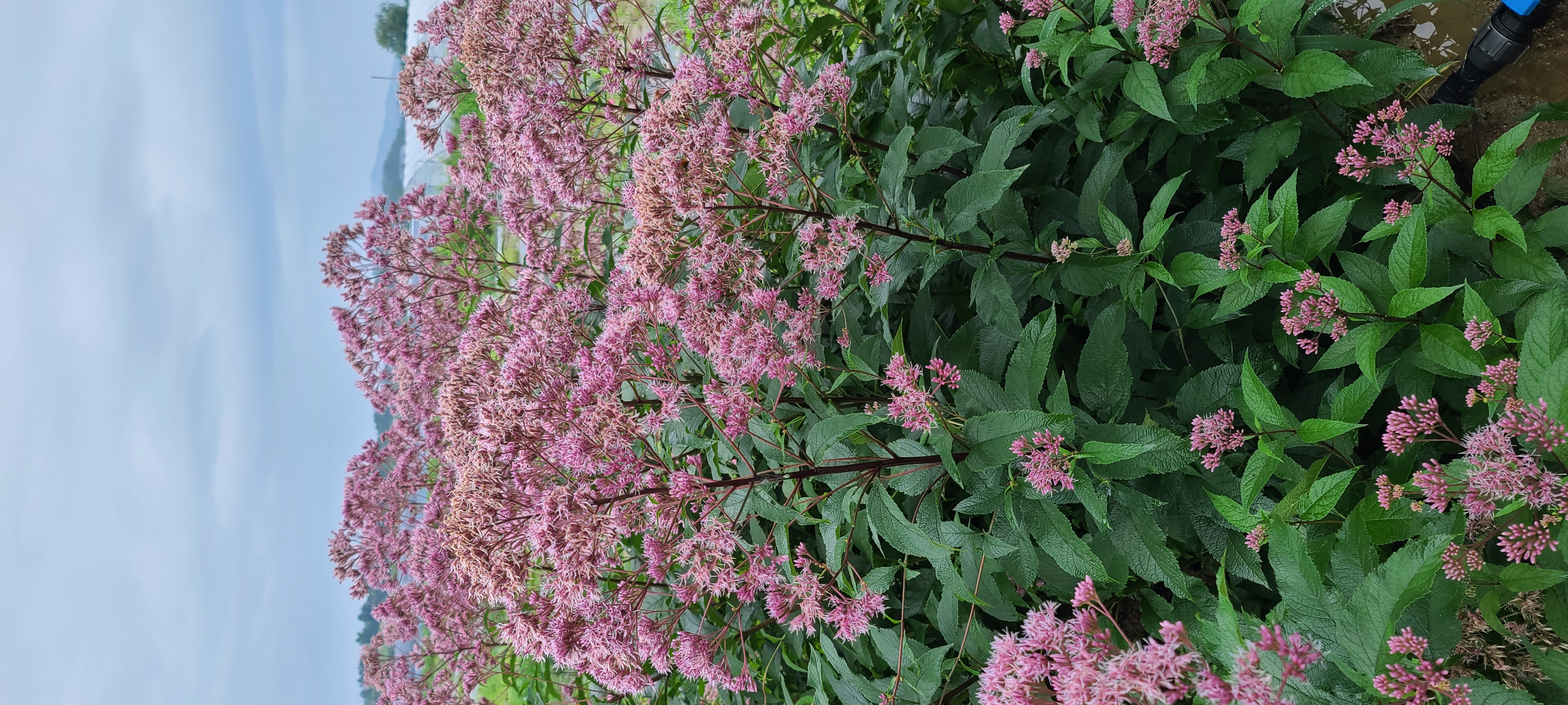 Eupatorium maculatum 'Atropurpureum'